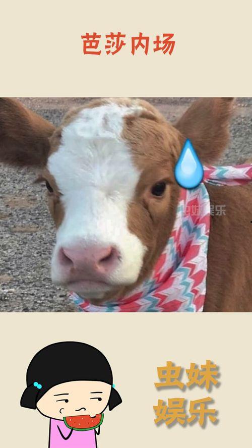 娱乐吃瓜酱果然